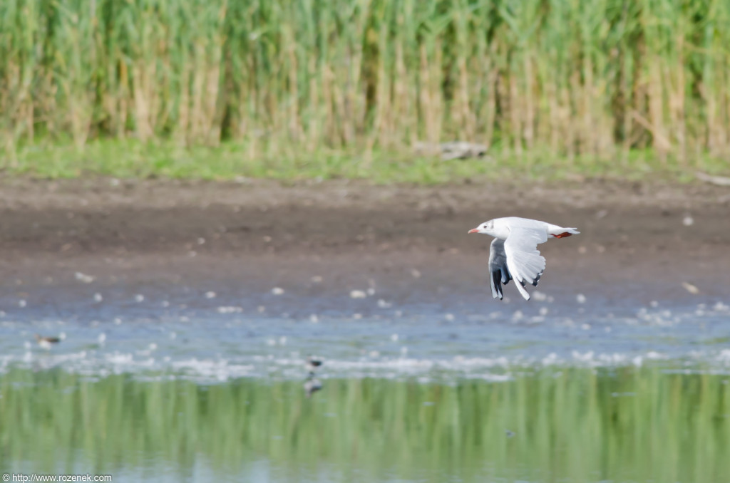 2012.08.18 - Strumpshaw Fen - 20