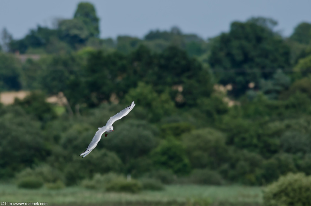 2012.08.18 - Strumpshaw Fen - 21