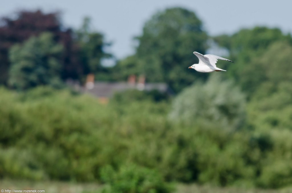 2012.08.18 - Strumpshaw Fen - 22