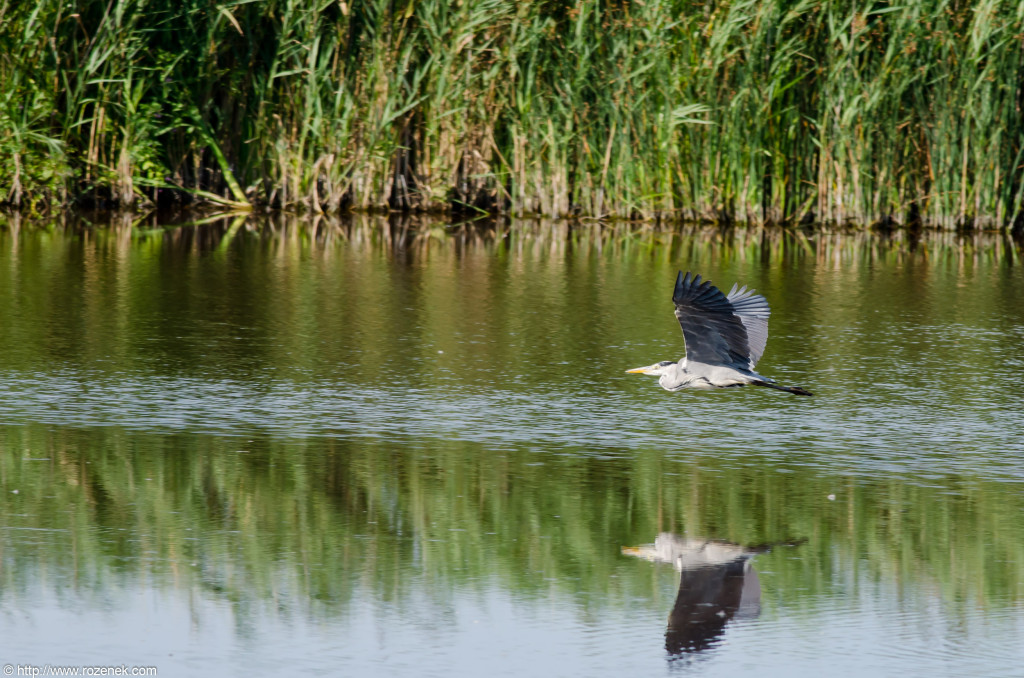 2012.08.18 - Strumpshaw Fen - 23