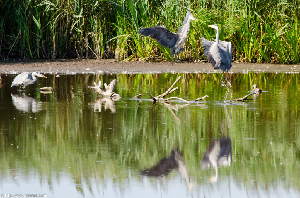 2012.08.18 - Strumpshaw Fen - 24