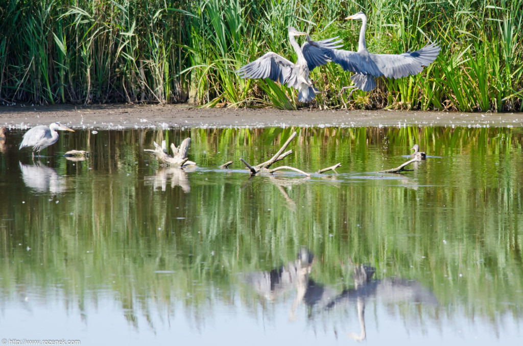 2012.08.18 - Strumpshaw Fen - 25