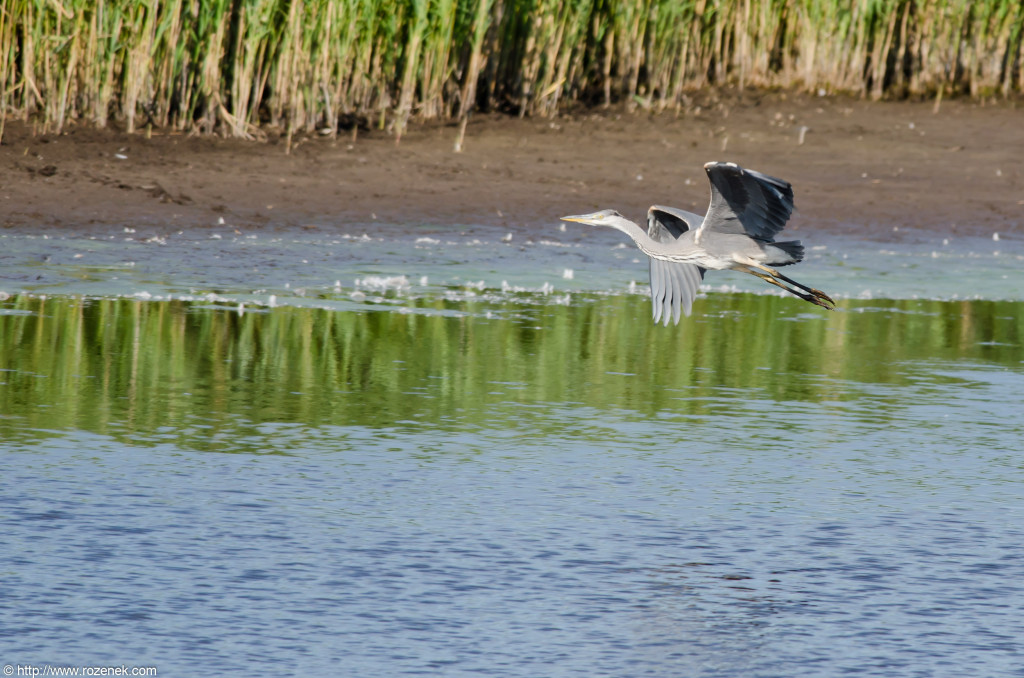 2012.08.18 - Strumpshaw Fen - 26