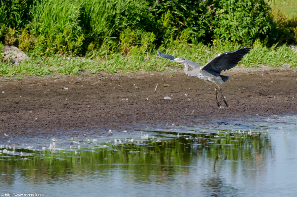 2012.08.18 - Strumpshaw Fen - 27