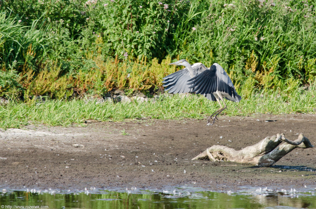 2012.08.18 - Strumpshaw Fen - 28