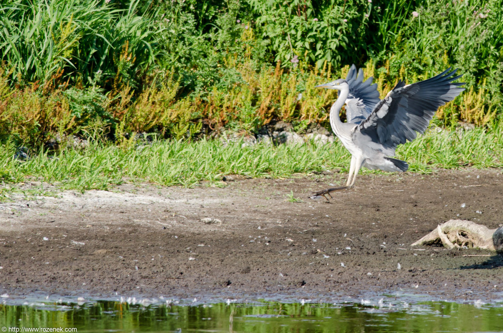 2012.08.18 - Strumpshaw Fen - 29