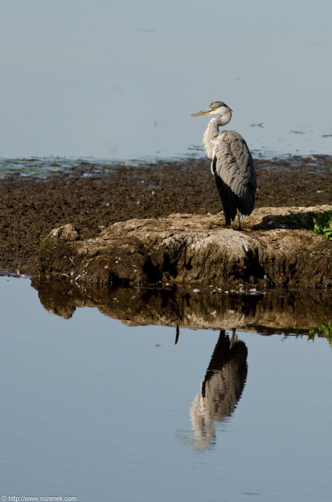 2012.08.18 - Strumpshaw Fen - 30