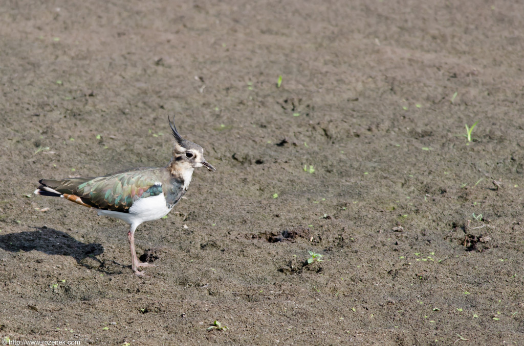 2012.08.18 - Strumpshaw Fen - 31