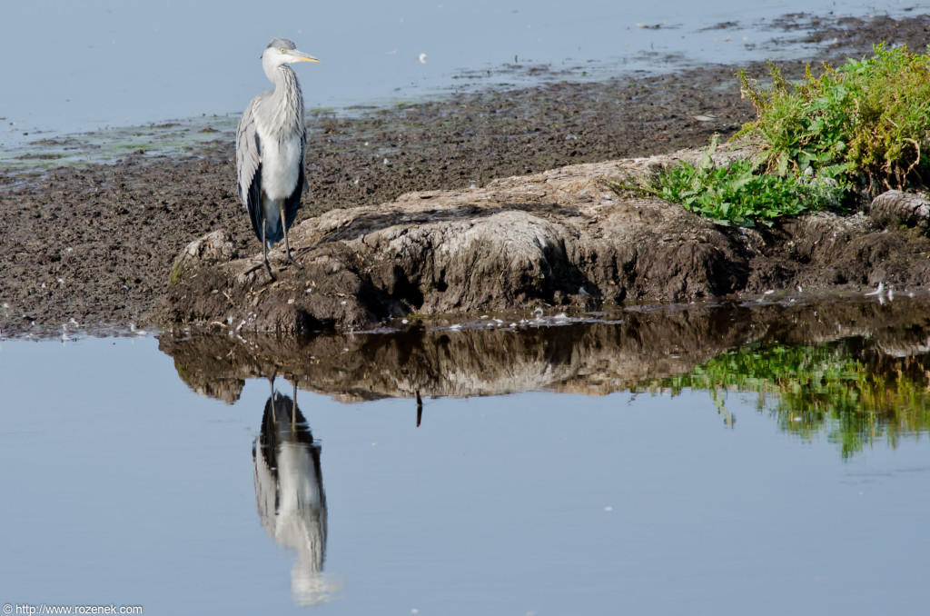 2012.08.18 - Strumpshaw Fen - 32