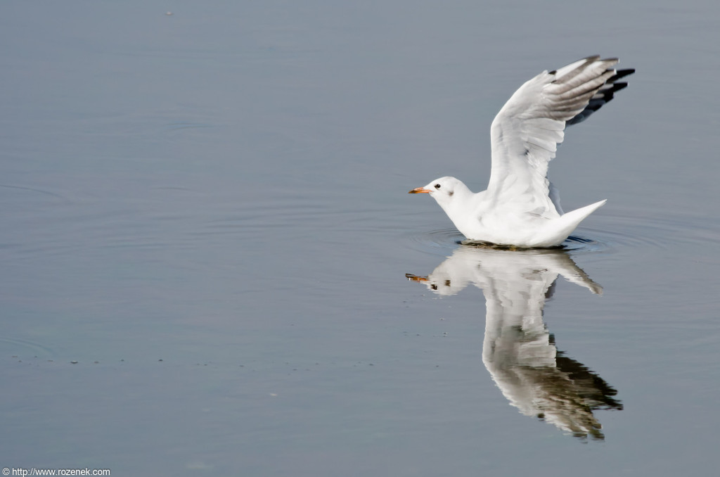 2012.08.18 - Strumpshaw Fen - 33