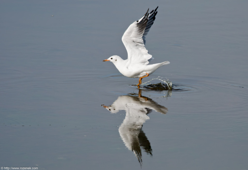 2012.08.18 - Strumpshaw Fen - 34