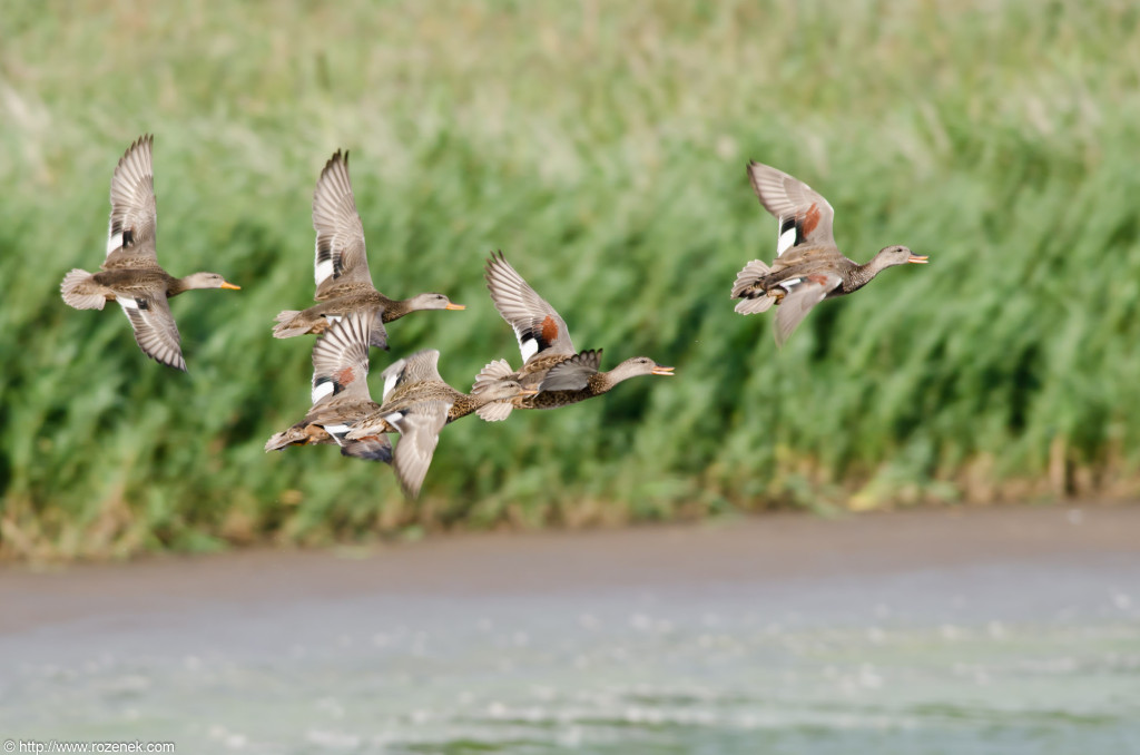 2012.08.18 - Strumpshaw Fen - 35