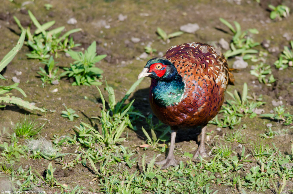 2012.08.18 - Strumpshaw Fen - 36