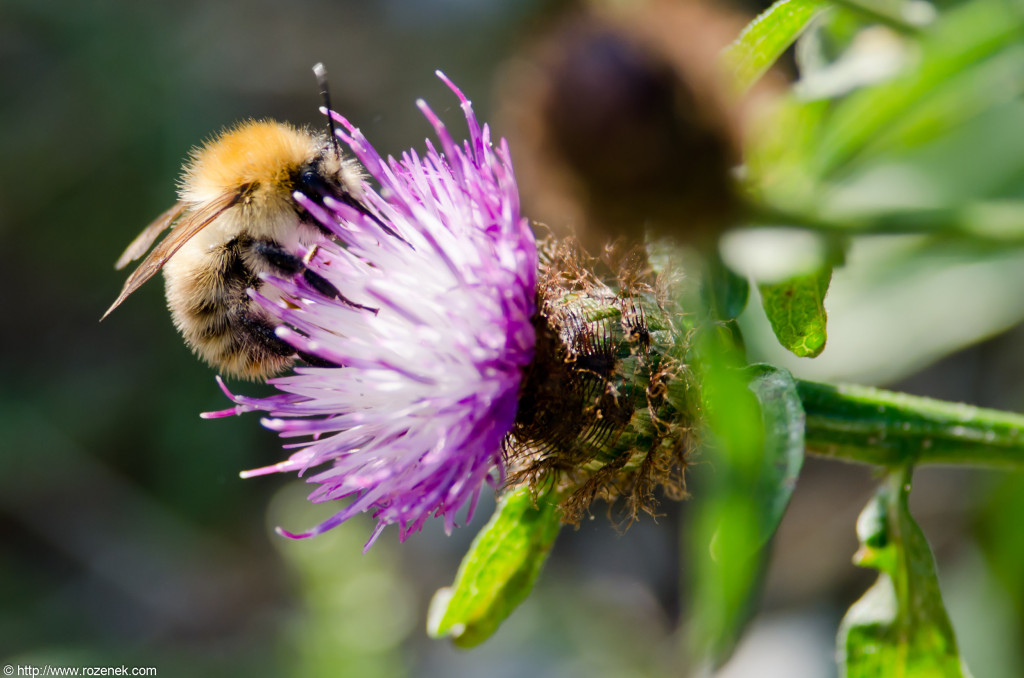 2012.08.18 - Strumpshaw Fen - 37