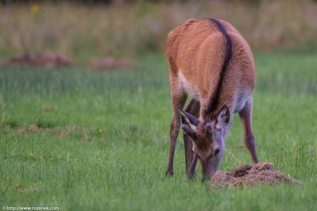 2013.08.30 - Glenfinnan Deers - 30