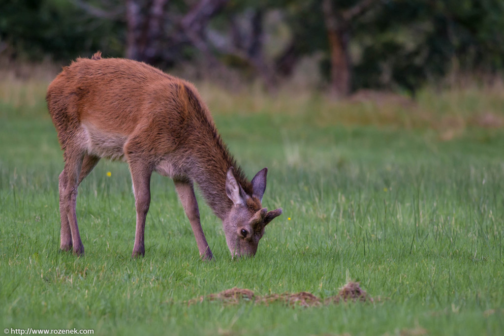 2013.08.30 - Glenfinnan Deers - 31