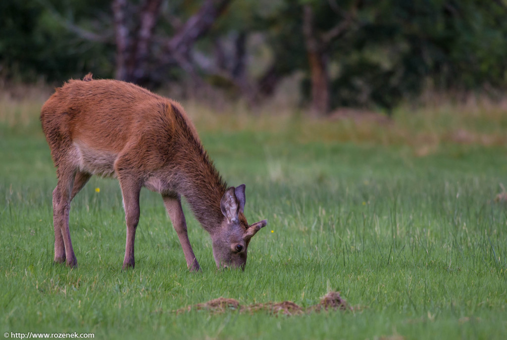 2013.08.30 - Glenfinnan Deers - 32