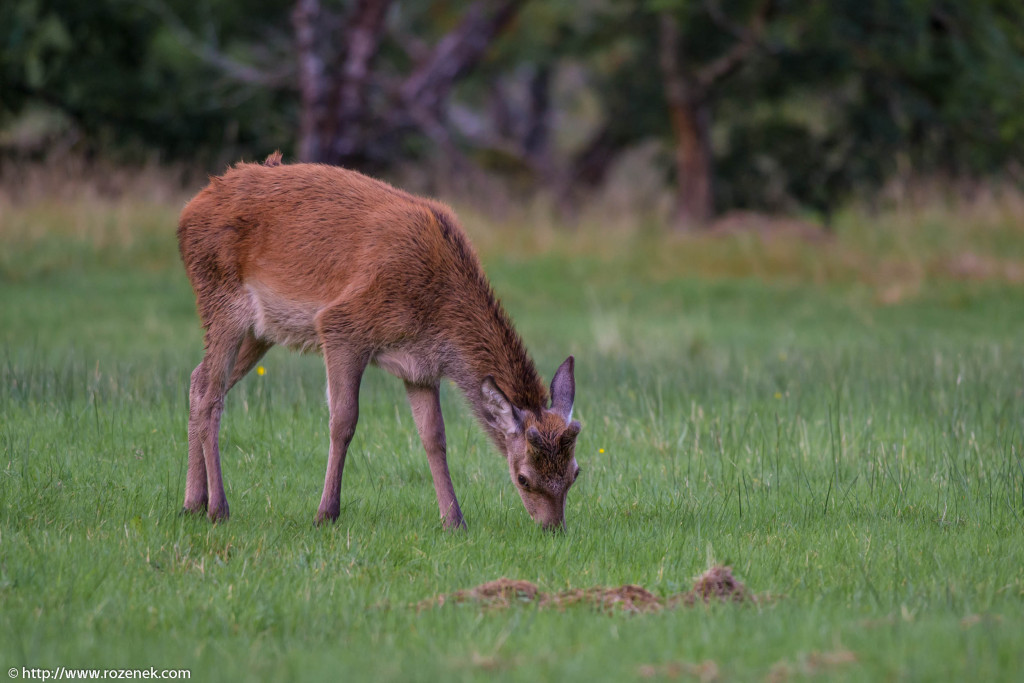 2013.08.30 - Glenfinnan Deers - 33