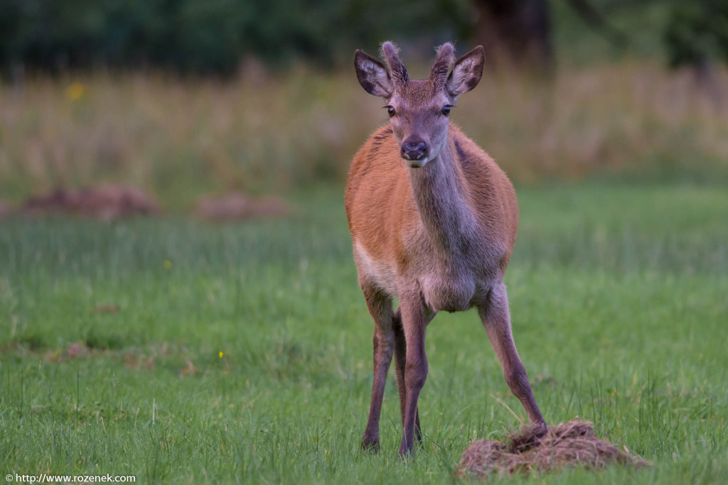 2013.08.30 - Glenfinnan Deers - 35