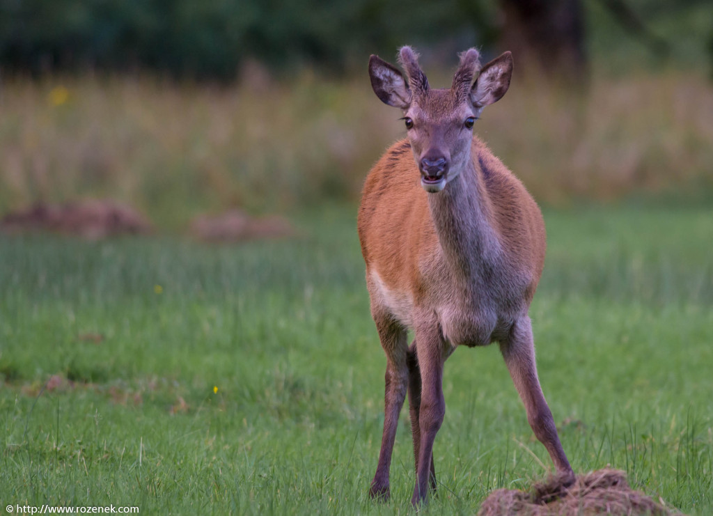 2013.08.30 - Glenfinnan Deers - 36