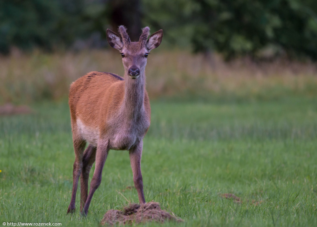 2013.08.30 - Glenfinnan Deers - 37