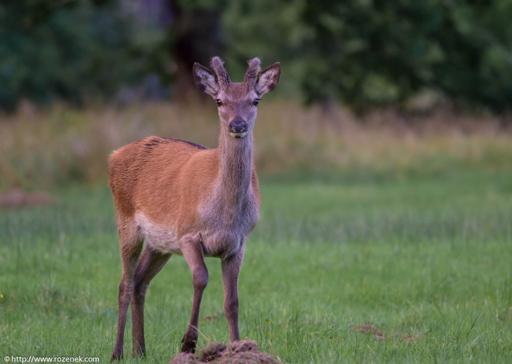 2013.08.30 - Glenfinnan Deers - 38