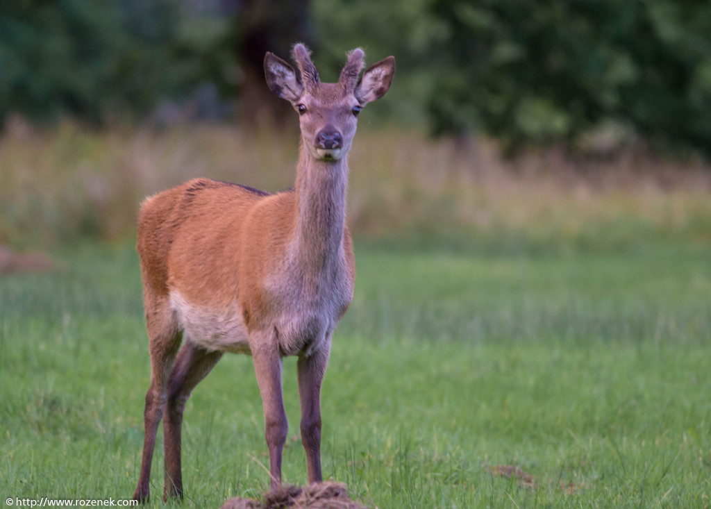 2013.08.30 - Glenfinnan Deers - 39