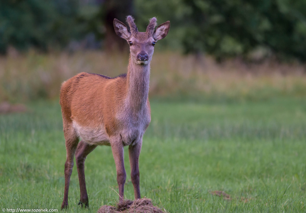 2013.08.30 - Glenfinnan Deers - 40