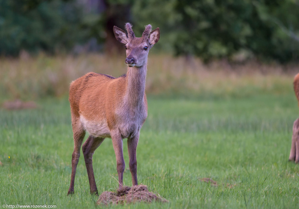 2013.08.30 - Glenfinnan Deers - 41