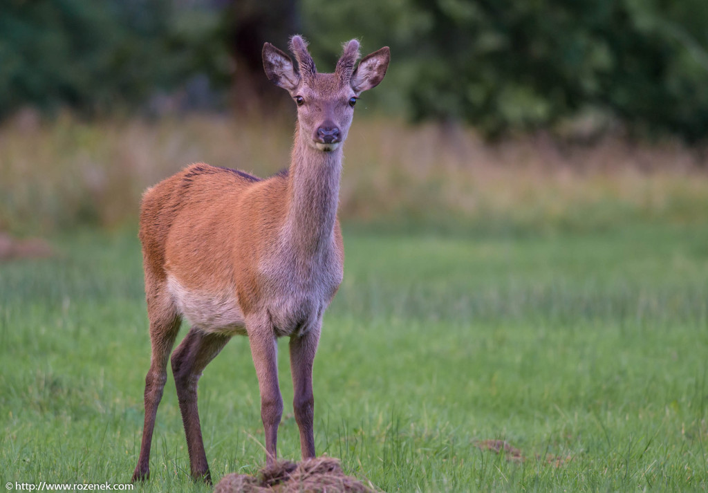2013.08.30 - Glenfinnan Deers - 42