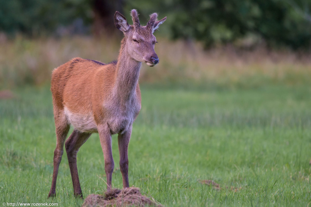 2013.08.30 - Glenfinnan Deers - 43