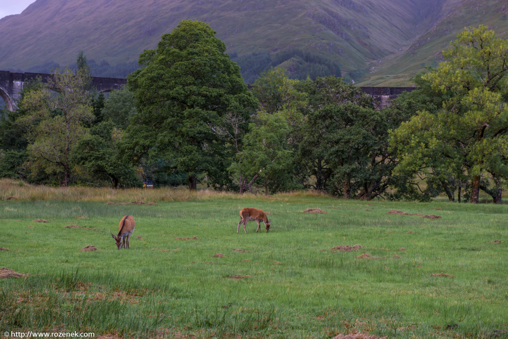 2013.08.30 - Glenfinnan Deers - 44