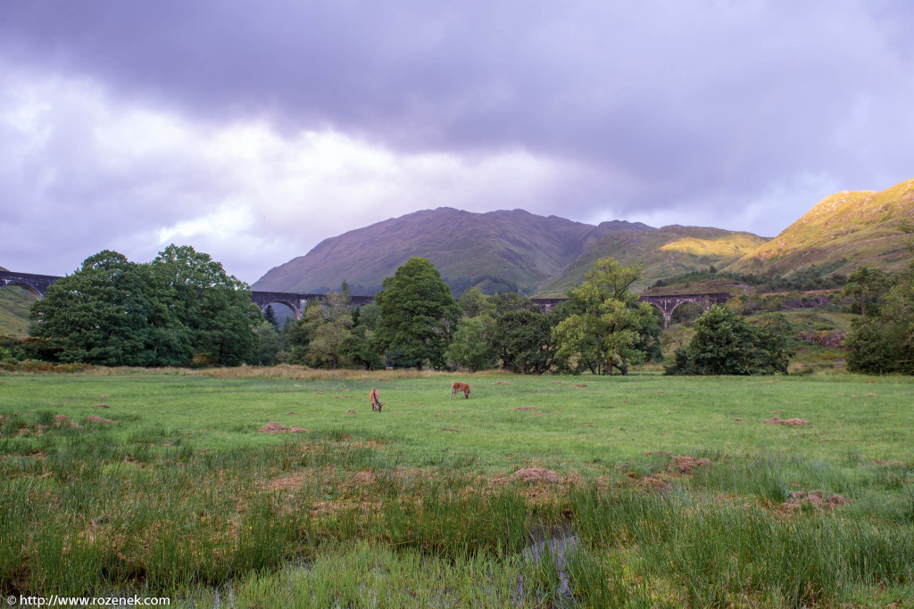 2013.08.30 - Glenfinnan Deers - 45