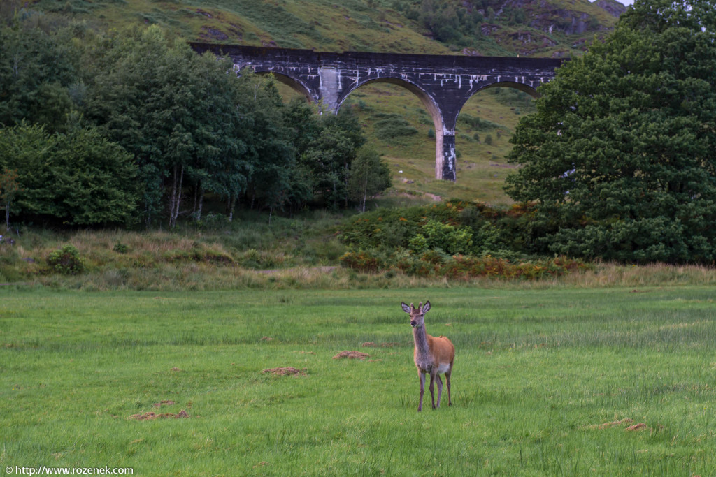 2013.08.30 - Glenfinnan Deers - 46