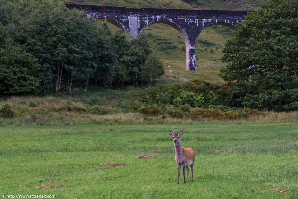 2013.08.30 - Glenfinnan Deers - 47