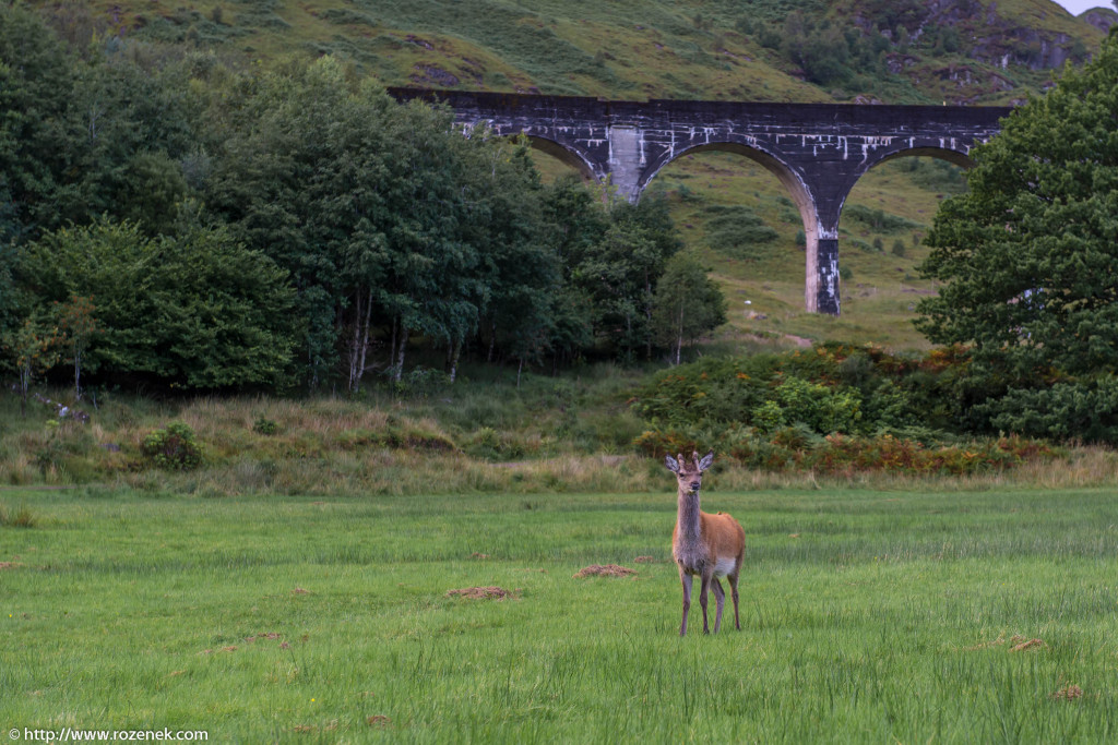 2013.08.30 - Glenfinnan Deers - 48