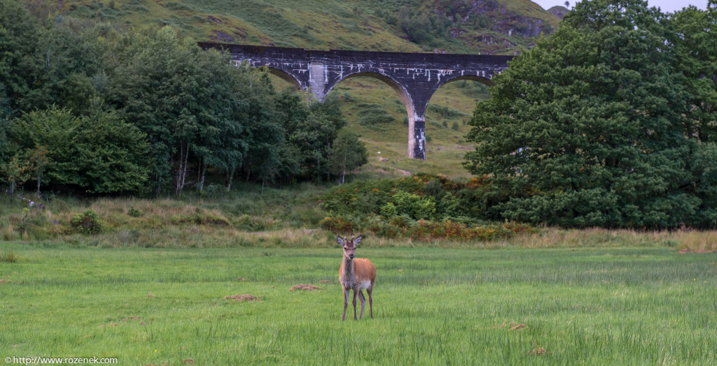 2013.08.30 - Glenfinnan Deers - 49