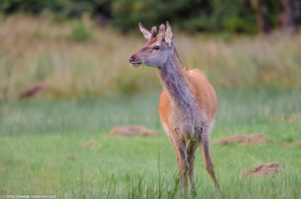 2013.08.30 - Glenfinnan Deers - 50