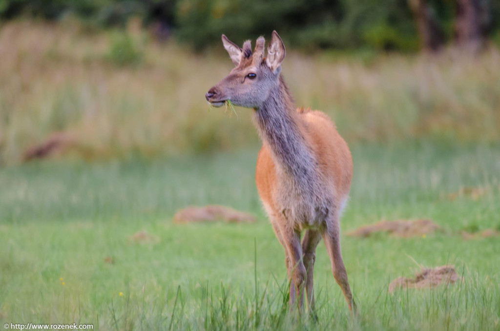 2013.08.30 - Glenfinnan Deers - 51