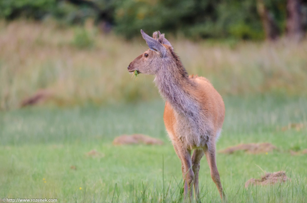 2013.08.30 - Glenfinnan Deers - 52