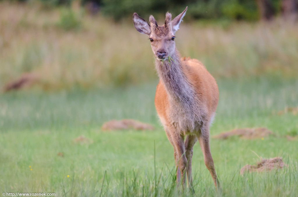 2013.08.30 - Glenfinnan Deers - 53