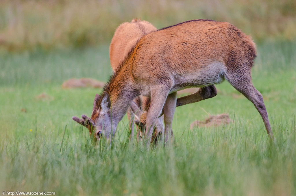 2013.08.30 - Glenfinnan Deers - 54