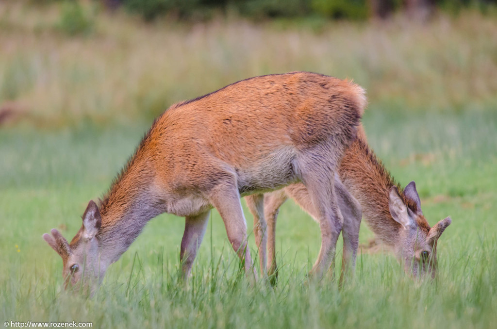 2013.08.30 - Glenfinnan Deers - 55