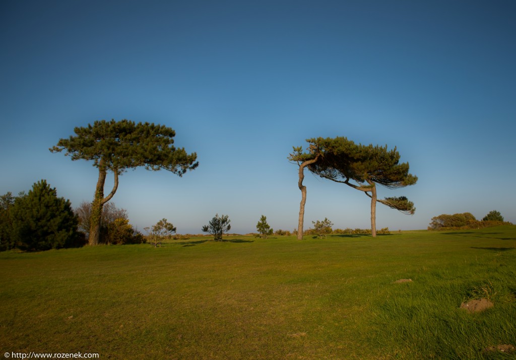 2014.03.09 - Landscape with Pines - HDR-02