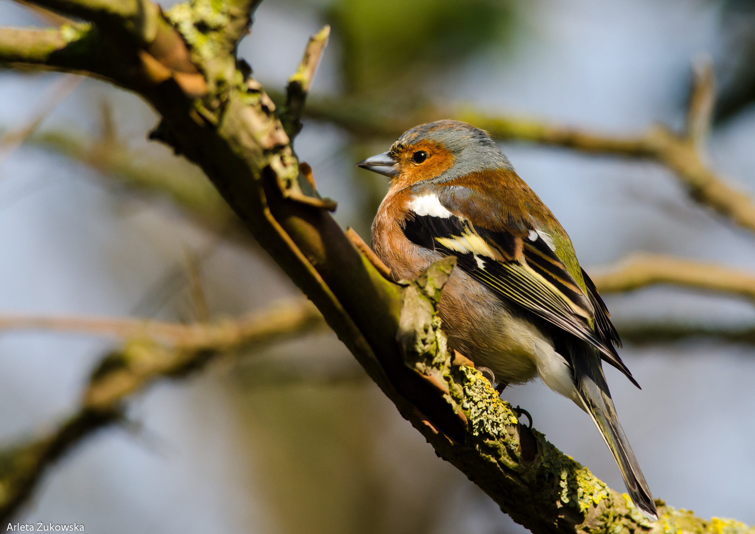 Chaffinch – bird photo gallery – rozenek.com