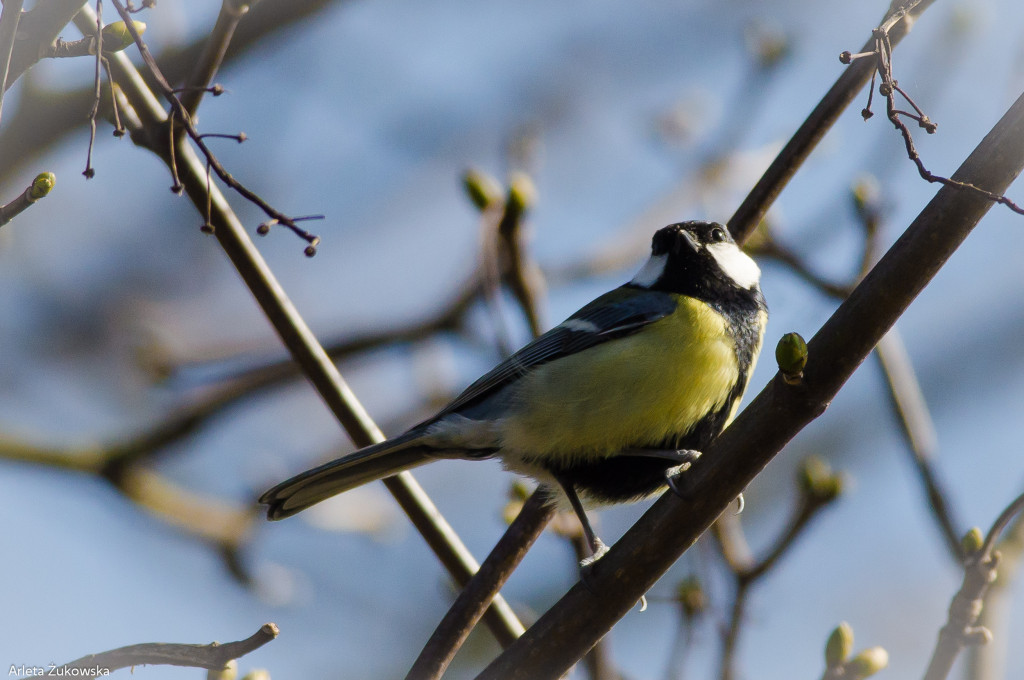 Great Tit – bird photo gallery – rozenek.com