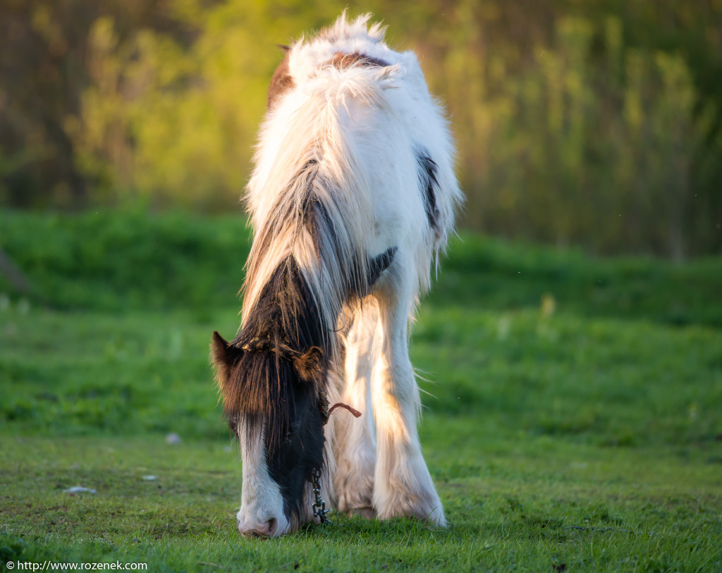 2014.04.14 - Horses - 38