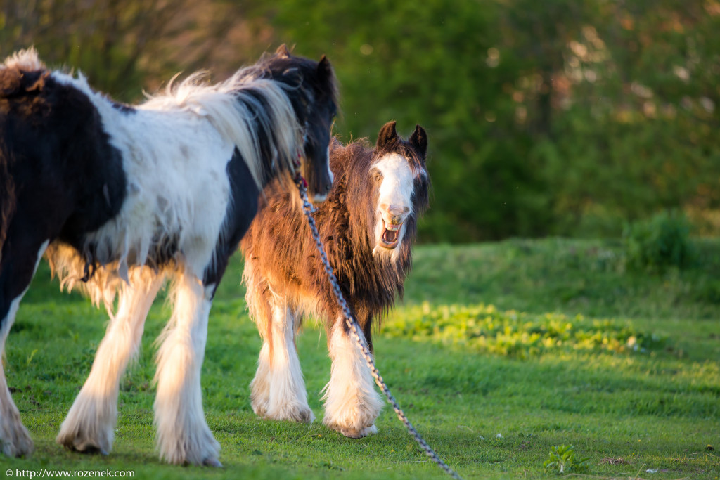 2014.04.14 - Horses - 39