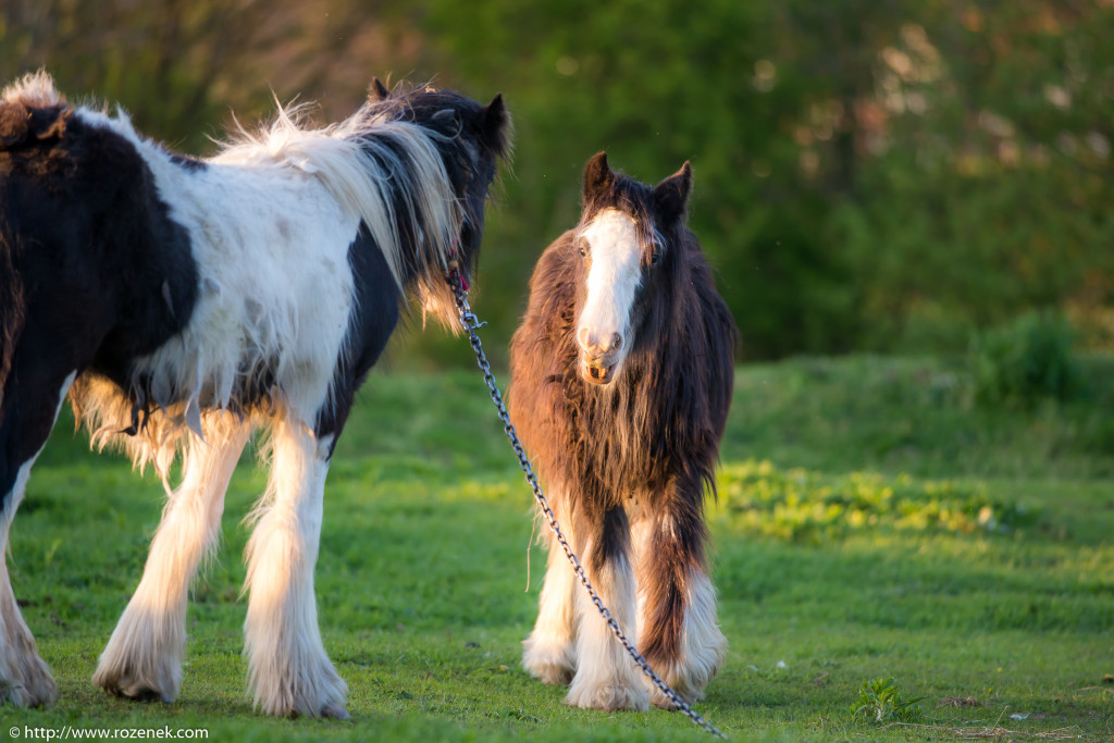 2014.04.14 - Horses - 40