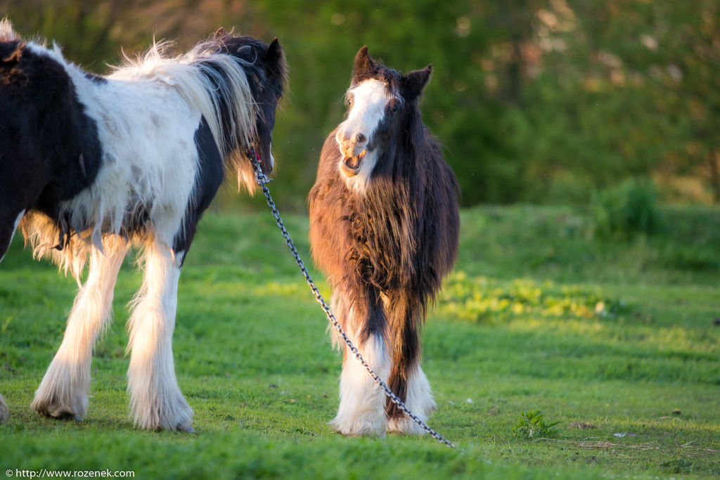 2014.04.14 - Horses - 41